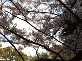 明石東支部　花見２