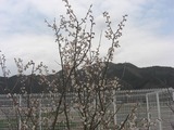 丹波の桜ー丹波支部