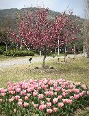 淡路　花博3