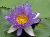 須磨支部　　　蓮　ブルー