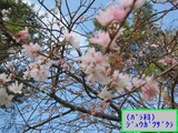 バラ科桜須磨支部