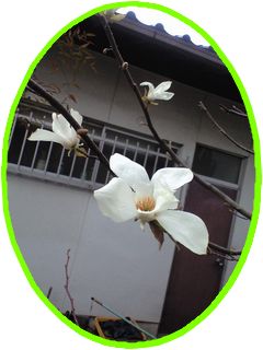 明石西　はなみずき