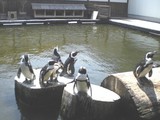 須磨支部　　ペンギン(花鳥園）