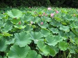 北神支部ーはすの花園①