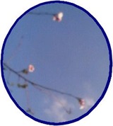 さくらー丹波支部