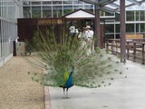 須磨支部　　孔雀（花鳥園）