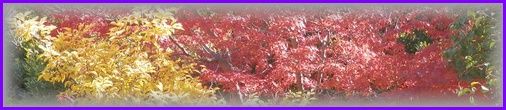 紅葉1