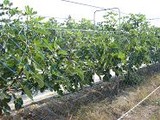 いちじくー北神支部①