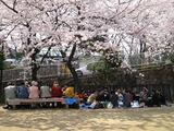 中央支部　桜２