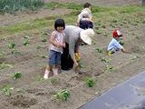 北神支部ーお芋植え②