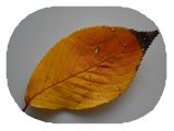 紅葉① 伊丹支部