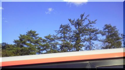 淡路支部 出雲神社の黒松