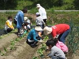 北神支部ー芋植え①