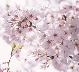 桜１