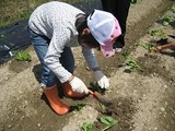 北神支部ー芋植え②