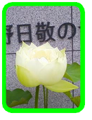 西支部　蓮華
