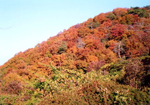 紅葉　　－宝塚支部－