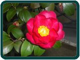 ① 山茶花