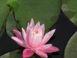 須磨支部　　　蓮　ピンク　