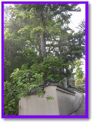 神戸発祥の地　芦屋