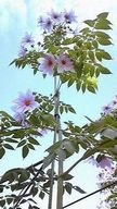 皇帝ダリア　須磨支部