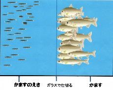淡路　かます①