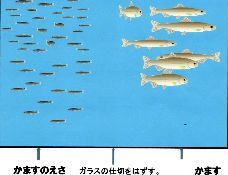 淡路　かます②
