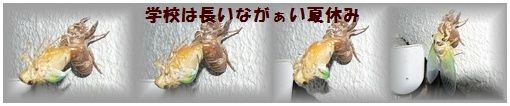 せみ２