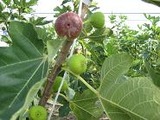 いちじくー北神支部②